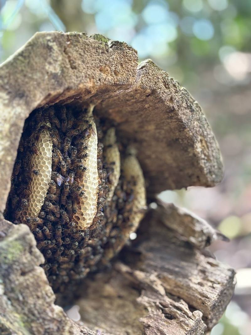 Pure natural honey from local Wana Lestari beekeepers